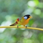 Silver-eared Mesia Stock Photo