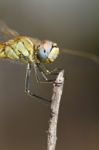 Red-veined Darter Dragonfly Stock Photo