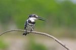 Male Pied Kingfisher Stock Photo