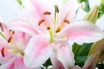 Pink Lily Flower Bouquet Stock Photo