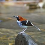 Female Chestnut-naped Forktail Stock Photo