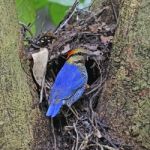 Male Blue Pitta Stock Photo