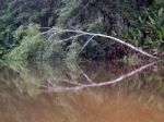 A Tree's Mirror Reflection In A Lagoon Stock Photo