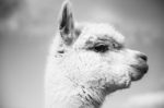 Alpaca In A Field. Black And White  Stock Photo