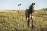 Horse In The Countryside Stock Photo