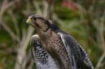 Lanner Falcon Stock Photo