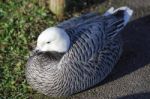 Emporer Goose Resting On The Ground Stock Photo