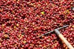 Fresh Coffee Beans Being Processed Stock Photo