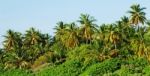 Palm Trees Stock Photo