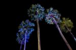 Sugar Palm Trees Stock Photo