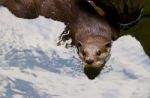 Oriental Short-clawed Otter Swimming Stock Photo