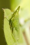 Dictyopharid Planthopper (rhynchomitra Microrhina) Stock Photo