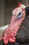 Male Turkey Stock Photo