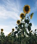 Sunflowers In A Field In The Afternoon Stock Photo