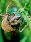 Bee Sitting On A Branch Of Juniper Stock Photo