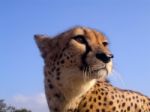 Cheetah Closeup In South Africa Stock Photo