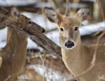 Beautiful Isolated Photo With Two Wild Deer In The Snowy Forest Stock Photo