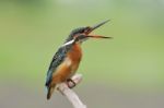 Open Your Mouth, Common Kingfisher (female) In Thailand Stock Photo