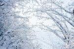 Snow On Tree,landscape In Winter Stock Photo