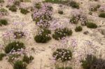 Sand Dune Vegetation Stock Photo