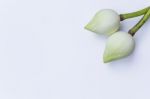 Fresh White Lotus On White Background Stock Photo