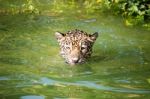 Orange Jaguar Swimming Stock Photo