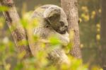 Koala By Itself In A Tree Stock Photo