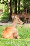 Brown Female Antelope In Grass Field Stock Photo