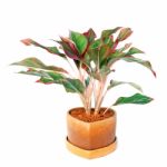 Aglaonema Stock Photo