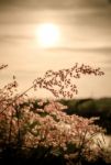 Vintage Wild Florwers In Sunset Stock Photo