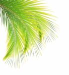 Coconut Leaf Isolated On White Background Stock Photo