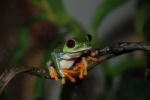 Red-Eyed Tree Frog Stock Photo