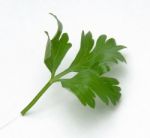 Parsley Stock Photo