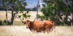 Longhorn Cow In The Paddock Stock Photo