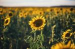 Sunflowers In A Field In The Afternoon Stock Photo