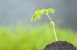 Young Tamarind Sprout Groeth On Top Soil Stock Photo