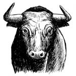 Freehand Sketch Illustration Of Bul Stock Photo