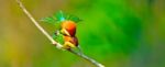 Chestnut-headed Bee Eater Stock Photo