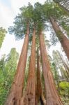 Gigantic Sequoia Trees In Sequoia National Park, California Usa Stock Photo