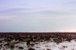 Lake Of Red Lotus At Udonthani Thailand (unseen In Thailand) Stock Photo