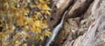 Crows Nest Falls During The Day Stock Photo