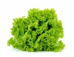 Lettuce Isolated On The White Background Stock Photo