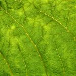 Green Leaf Macro Background Stock Photo