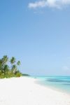 Beach Paradise With Palm Trees Stock Photo