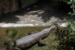 Tomistoma (tomistoma Schlegelii) Resting In A Pool At The Biopar Stock Photo