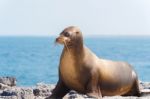 Sea Lion In Galapagos Islands Stock Photo