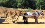 Draft Horse Stock Photo