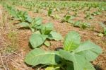 Tobacco Plantations Stock Photo