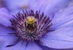 Clematis Stock Photo