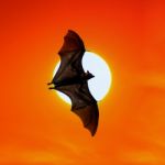 Bats Flying At Sunset Stock Photo